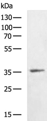 SIGLEC15 Antibody in Western Blot (WB)