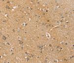 SLC41A3 Antibody in Immunohistochemistry (Paraffin) (IHC (P))