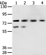 TMPRSS7 Polyclonal Antibody