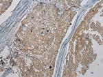 CENPM Antibody in Immunohistochemistry (Paraffin) (IHC (P))