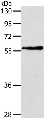 OLFM4 Polyclonal Antibody