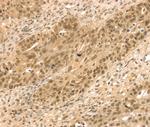 STAG2 Antibody in Immunohistochemistry (Paraffin) (IHC (P))
