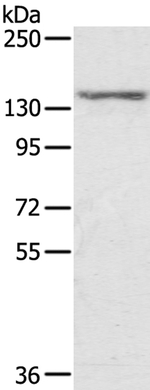 STAG2 Antibody in Western Blot (WB)