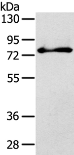 SH3KBP1 Antibody in Western Blot (WB)