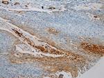 SNAI3 Polyclonal Antibody