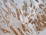 SNAI3 Antibody in Immunohistochemistry (Paraffin) (IHC (P))