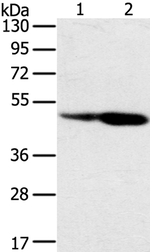 SNX8 Antibody in Western Blot (WB)