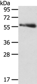 SRPK3 Antibody in Western Blot (WB)
