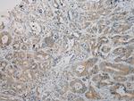 ARMC10 Antibody in Immunohistochemistry (Paraffin) (IHC (P))