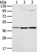 STX18 Antibody in Western Blot (WB)