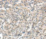 THAP2 Antibody in Immunohistochemistry (Paraffin) (IHC (P))