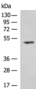 TRIM14 Antibody in Western Blot (WB)