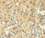 TRIM10 Antibody in Immunohistochemistry (Paraffin) (IHC (P))