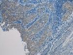 UBL4A Antibody in Immunohistochemistry (Paraffin) (IHC (P))