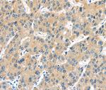 UBL3 Antibody in Immunohistochemistry (Paraffin) (IHC (P))