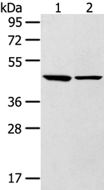 LTB4R2 Polyclonal Antibody