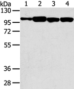 SRGAP1 Antibody in Western Blot (WB)