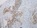 Stabilin 1 Antibody in Immunohistochemistry (Paraffin) (IHC (P))