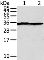 Syntaxin 3 Antibody in Western Blot (WB)