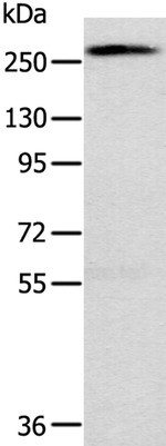 Talin 1 Antibody in Western Blot (WB)