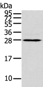 THAP3 Antibody in Western Blot (WB)