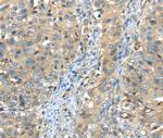 ISM2 Antibody in Immunohistochemistry (Paraffin) (IHC (P))