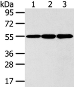 ISM2 Antibody in Western Blot (WB)
