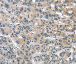 TUSC1 Antibody in Immunohistochemistry (Paraffin) (IHC (P))