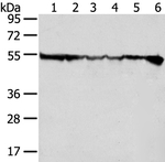 UAP56 Antibody in Western Blot (WB)