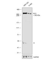 NSD1 Antibody in Western Blot (WB)