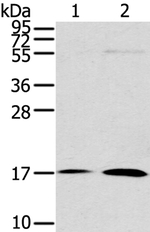 UTS2B Antibody in Western Blot (WB)