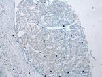 VSIG10 Polyclonal Antibody