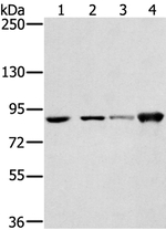 RNF214 Antibody in Western Blot (WB)