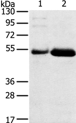 SAMD3 Antibody in Western Blot (WB)