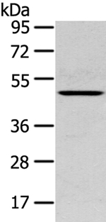 SERPINB11 Antibody in Western Blot (WB)