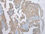 SSBP4 Antibody in Immunohistochemistry (Paraffin) (IHC (P))
