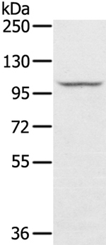 STARD8 Antibody in Western Blot (WB)