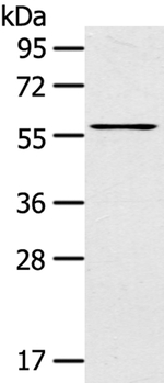 LPP Antibody in Western Blot (WB)
