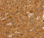 SLC7A9 Antibody in Immunohistochemistry (Paraffin) (IHC (P))