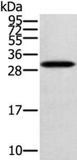 STARD5 Antibody in Western Blot (WB)