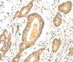 TSPAN13 Polyclonal Antibody