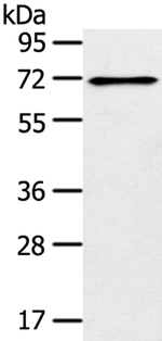 TRIM47 Antibody in Western Blot (WB)