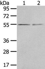 CHRDL1 Antibody in Western Blot (WB)