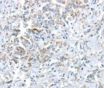 VWCE Antibody in Immunohistochemistry (Paraffin) (IHC (P))