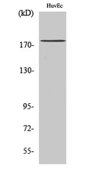 ABCA8 Antibody in Western Blot (WB)