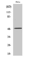 CHRNA10 Antibody in Western Blot (WB)