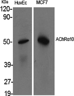 CHRNA10 Antibody in Western Blot (WB)