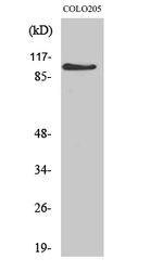 MLLT10 Polyclonal Antibody