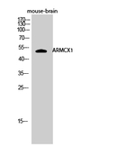 ARMX1 Antibody in Western Blot (WB)