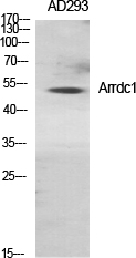 ARRDC1 Antibody in Western Blot (WB)